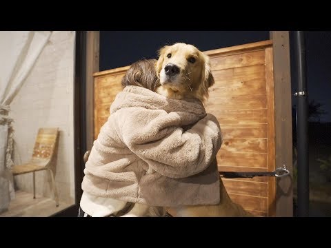 人を幸せにするゴールデンレトリバー