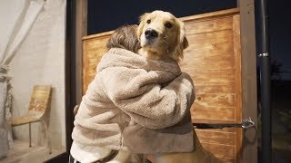 人を幸せにするゴールデンレトリバー