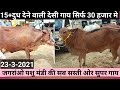 देसी गाय|23-3-2021,Sahiwal Cow's|Jagraon Mandi|जर्सी गाय|Mandi Dabwali|Khanna Mandi|Gir cow's गिर