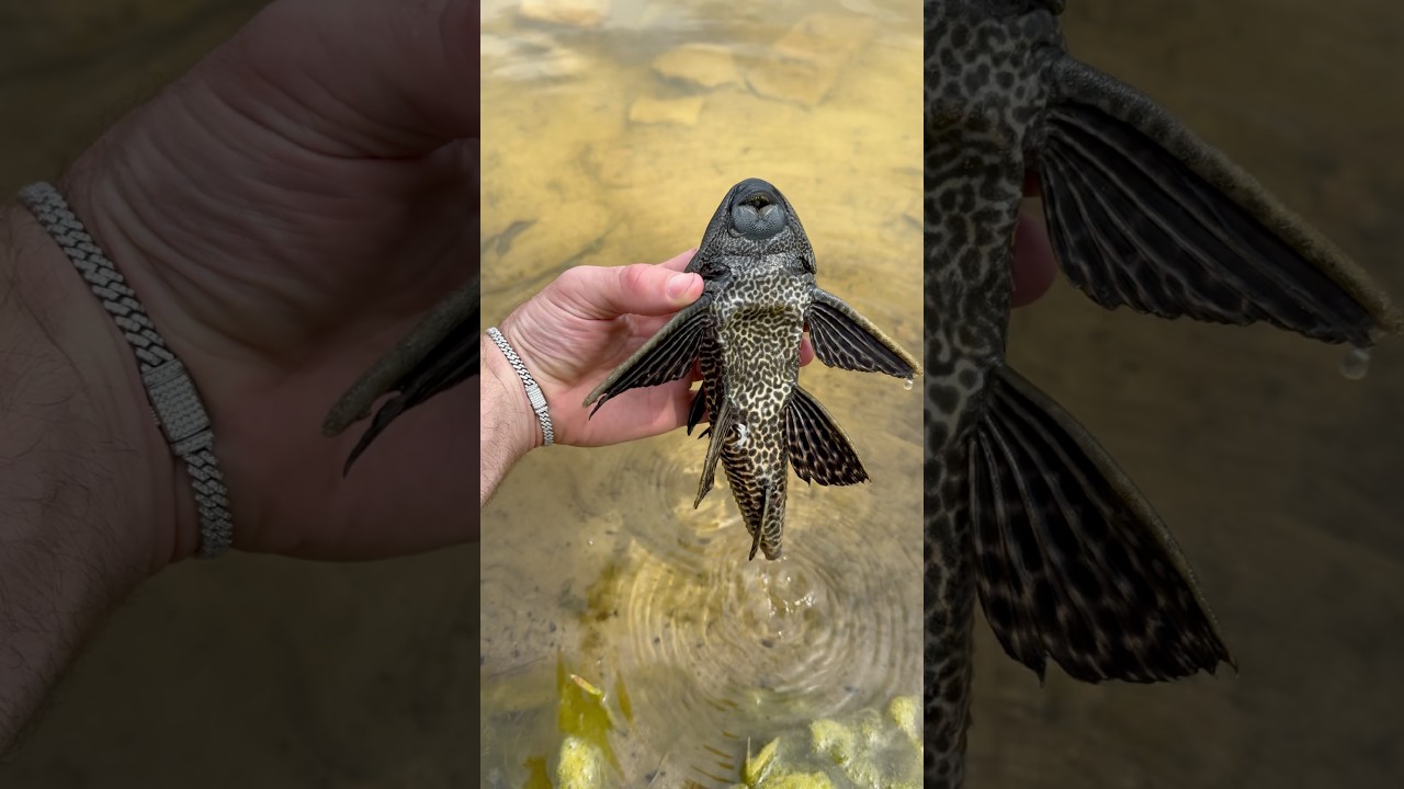 What Happened to this Fish ?😳