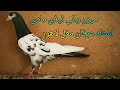 Mahro wali teddy bareedar feemale ustad irfan mughal lahore chanal ko like karay subscribe karay