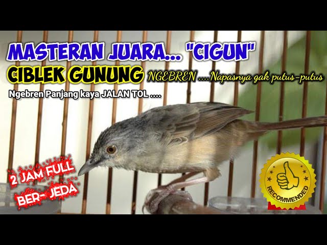 Masteran Jitu Ciblek Gunung Ngebren // Ngebren Panjang, Suara Jernih // 2 Jam ber-JEDA class=