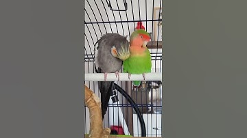 Cockatiel cross Love bird 🤣 🦜 #birds #shortsfeed #breeding #birdslover #funny