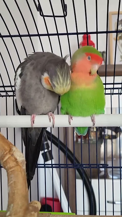 Cockatiel cross Love bird 🤣 🦜 #birds #shortsfeed #breeding #birdslover #funny