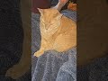 when your cats dont get along get along. #cat #mycats #prettycats #kitties #cats