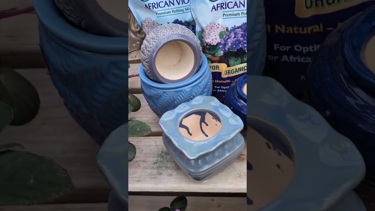 National Houseplant Day