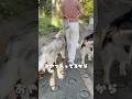 新しいお散歩バッグでテンション上げてくシベリアンハスキーと赤ちゃん😂 #シベリアンハスキー #赤ちゃんと犬 #犬と赤ちゃん