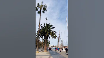 WalkIn through the palm trees of Barcelona 🌴☀️🌊