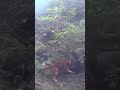 【実銃射撃】何発撃っても倒れない！犬を引きずって歩く大猪！凄い狩猟シリーズNo.4より抜粋！本編リンクはコメント欄に！