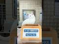 Japan’s Cat Heaven Hotel🐈 #shorts #catlovers #cat