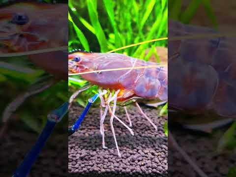 Ms. Shimpy McShrimperson would have been a guud mama! #aquarium #fish #fishaquarium #shrimp #nature