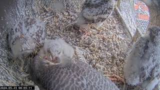 Slechtvalken Nestkast Onze Lieve Vrouwe Toren Amersfoort 23.05.2024 07:51