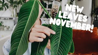 these new leaves are making me a happy gorl 🥹