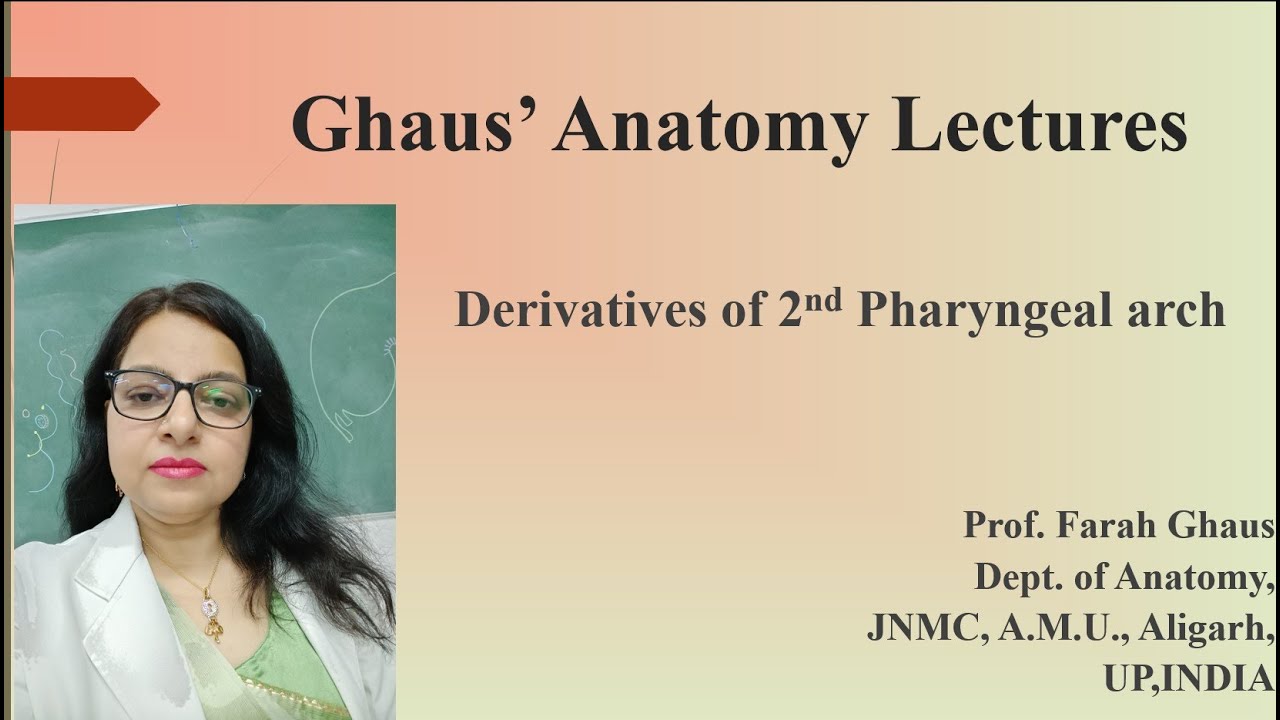 Derivatives of 2nd Pharyngeal arch - YouTube