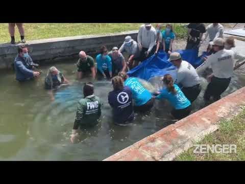 Rescued Manatee Freed After Recovering From Red Tide Illness