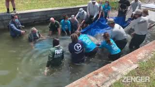 Rescued Manatee Freed After Recovering From Red Tide Illness
