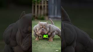 Five reasons you should think twice before getting an American Bully. #shorts