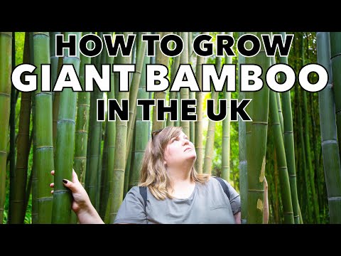 Video: Odrody bambusu zóny 5 – informácie o pestovaní bambusu v zóne 5