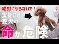 【飼い主必見】犬の抱っこによって命が危険にさらされます