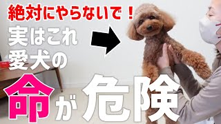 【飼い主必見】犬の抱っこによって命が危険にさらされます