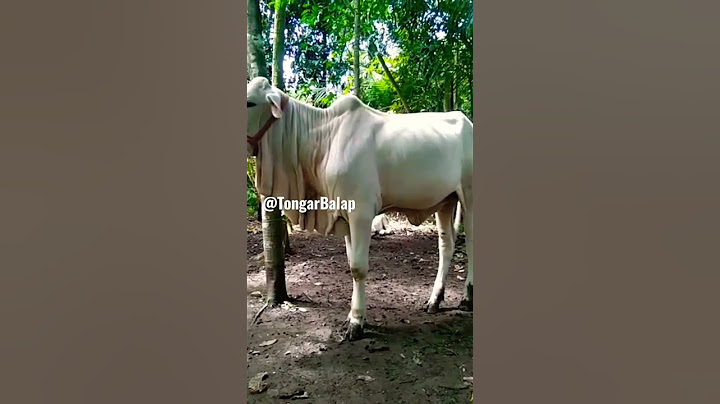 Jenis Sapi PO Super Full Cantik #vidioshort