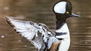 Hooded Merganser in slomo