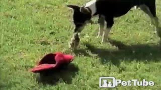 Ducking Barks at Dog for Food - PetTube by PetTube - Planet's Funniest Animals 1,009 views 8 years ago 38 seconds