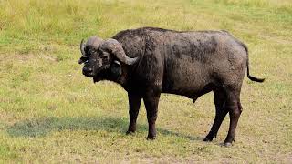 African Buffalo Syncerus Caffer, Masai Mara National Reserve, Kenya
