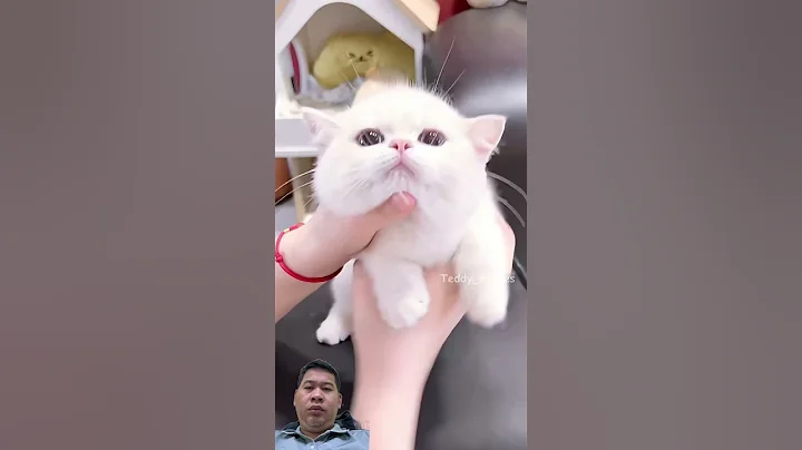 Video 11858131: cat cute baby pets, pets cat babies funny, cat pets cute love