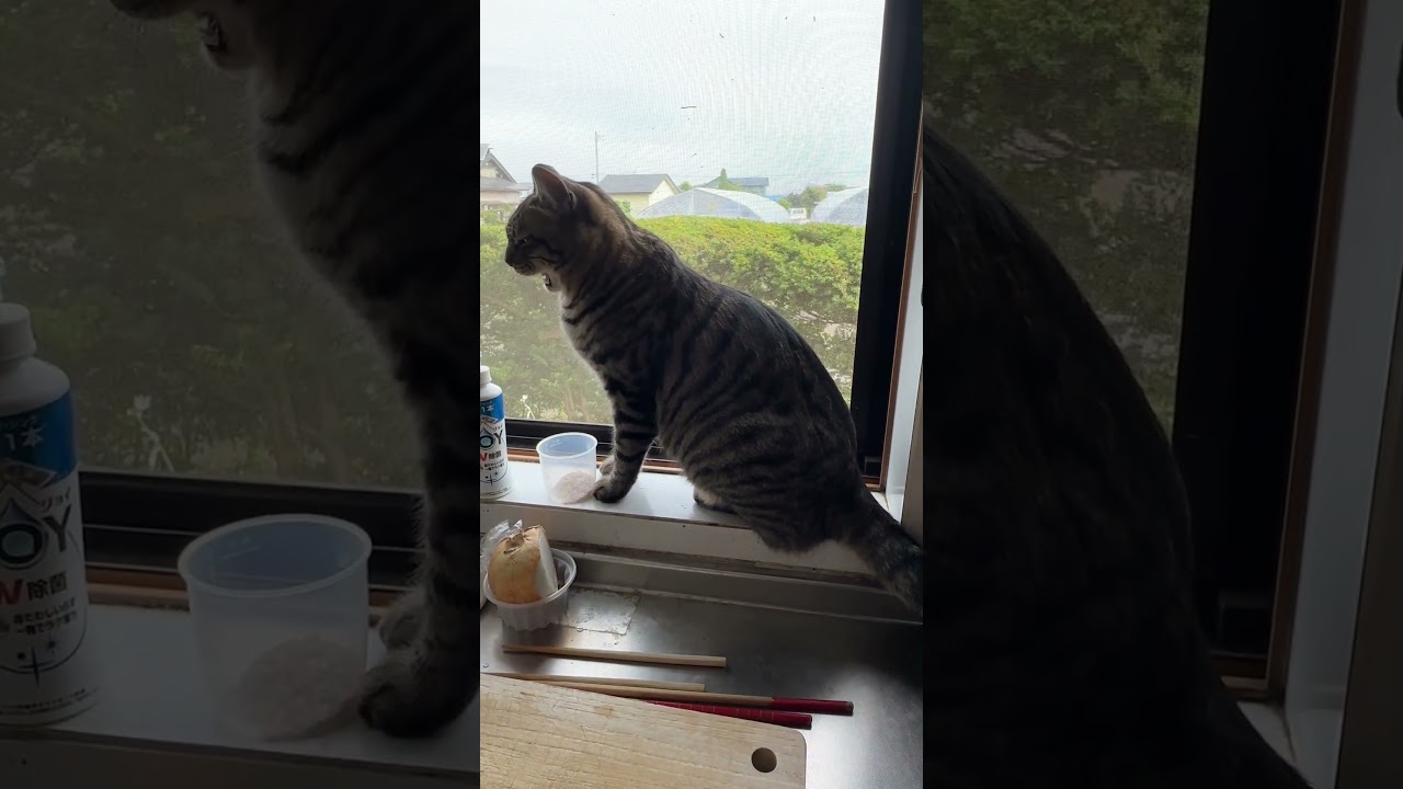 次々に割り込んでくる朝のトラジ。 #猫 #cat #ねこのいる生活