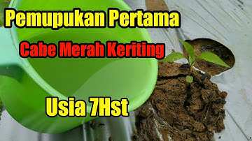 Pemupukan pertama cabe merah keriting