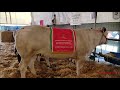 20mostra bovini di razza piemontese  la campionessa assoluta fossano cn dom 24  3  2024