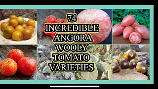 74 SUPER FUN Angora/Wooly/Fuzzy Tomato Varieties to Grow