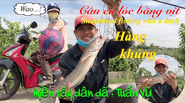 Câu cá lóc bằng vịt: snakehead fishing by duck | đi câu điểm mới bầy lòng ròng dính cá lóc khủng