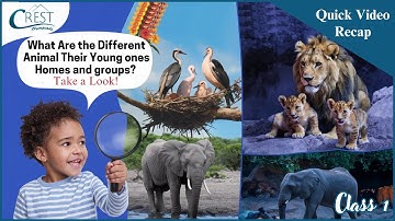 Learn About Animal Babies, Homes & Groups | Class 1 Science Olympiad prep