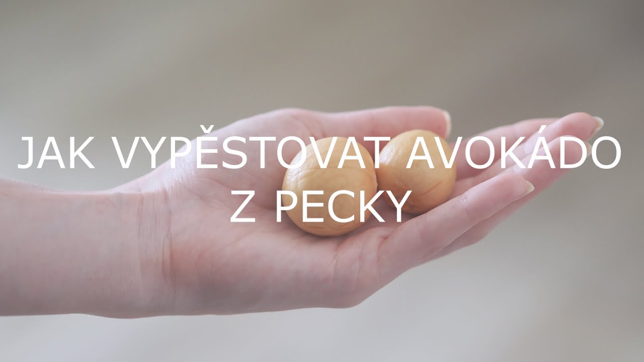 Jak vypěstovat avokádo z pecky