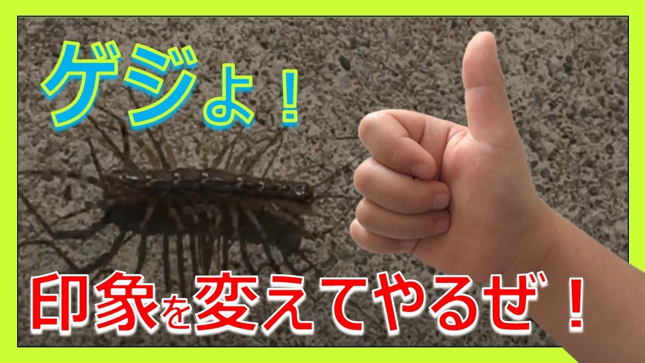 ゲジゲジ ゲジは見かけによらずいいヤツ House Centipide Youtube