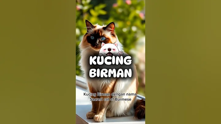 Watch the video about KUCING BIRMAN GMEESS 😸