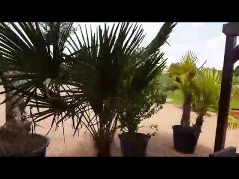 palmendünger-für-alle-palmen-palmendünger-sorgt-für-grüne-und-kräftige-palmen