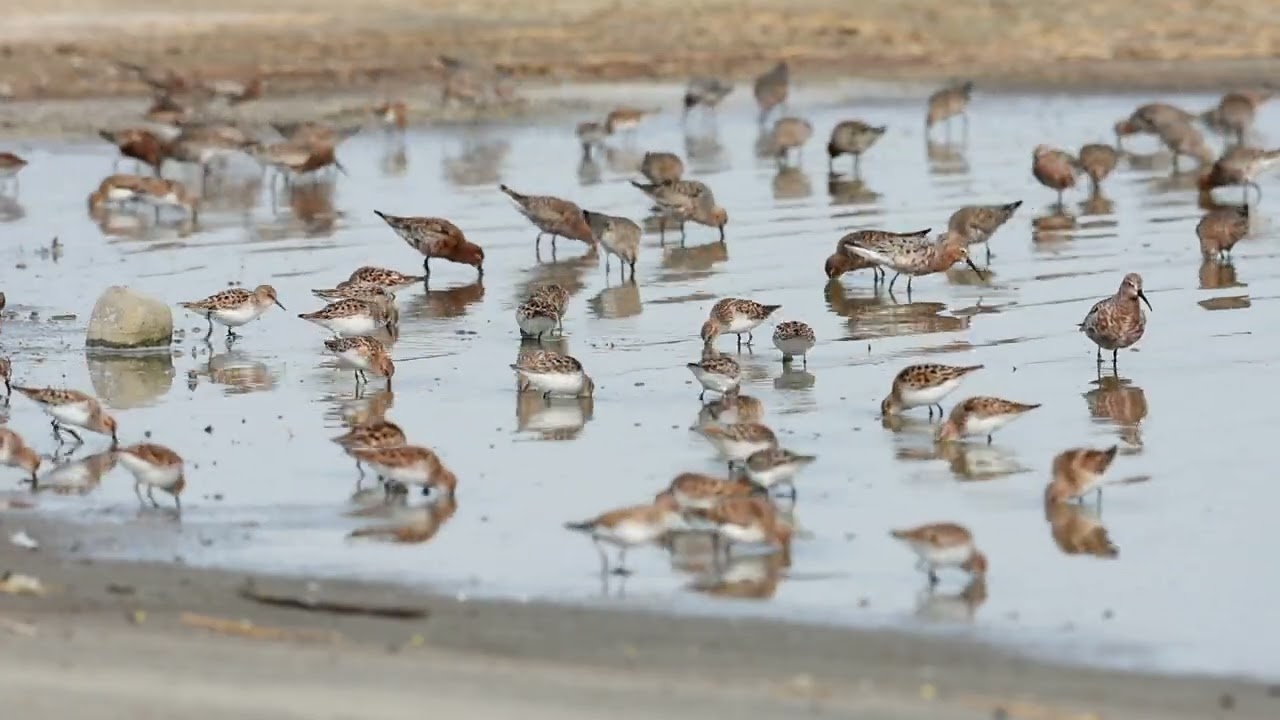 Little stint (Calidris minuta) and curlew sandpiper (Calidris ferruginea)