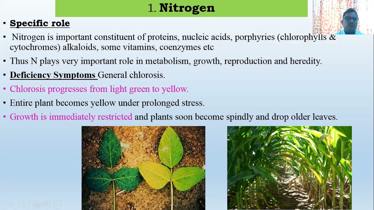 Lecture  10. Mineral Nutrition- Macro elements.