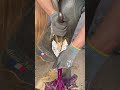 #asmr #horse #satisfying #fypシ #trending #europe #shorts #saudiarabia #asmrvideo