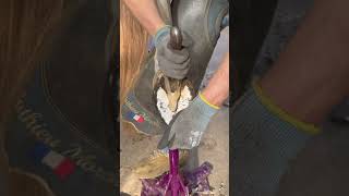 #asmr #horse #satisfying #fypシ #trending #europe #shorts #saudiarabia #asmrvideo