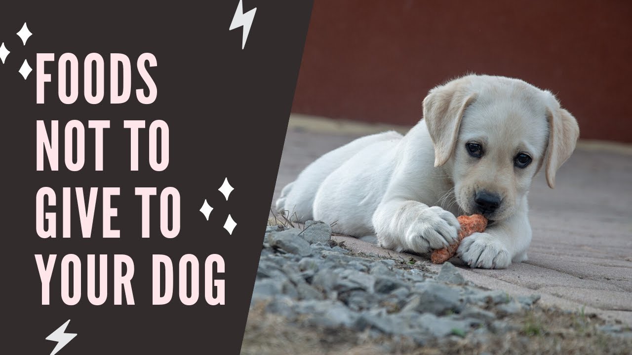 foods not to give to your dog healthy foods to feed your dog YouTube