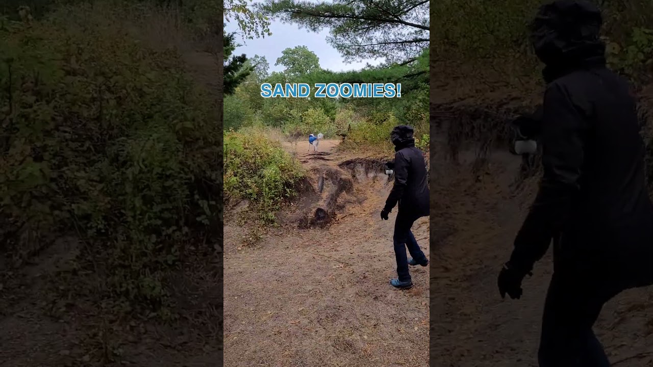 The Ultimate Foxhound Sand Zoomies Escape!