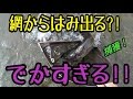 デカいのとっ捕まえた!! 魚の大群?! 下流ガサガサ#1