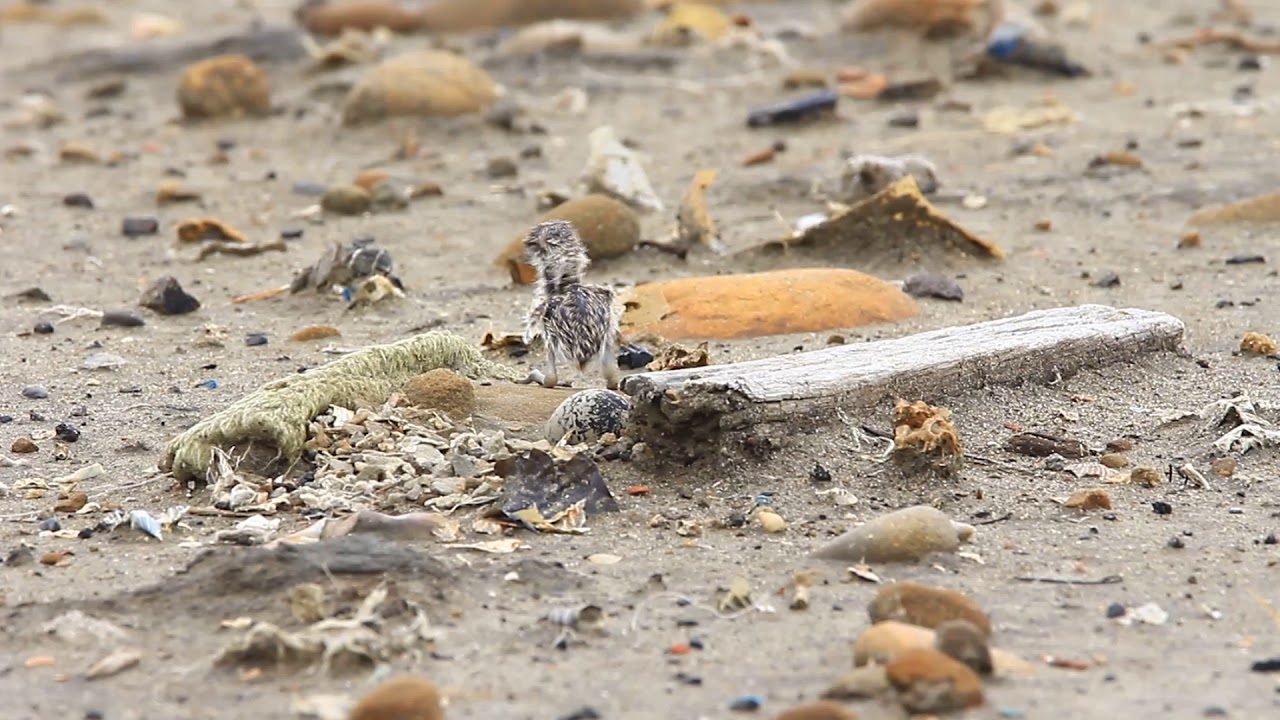 The newly hatched Kentish plover's baby leaving the nest, 剛孵出的東方環頸鴴離巢記