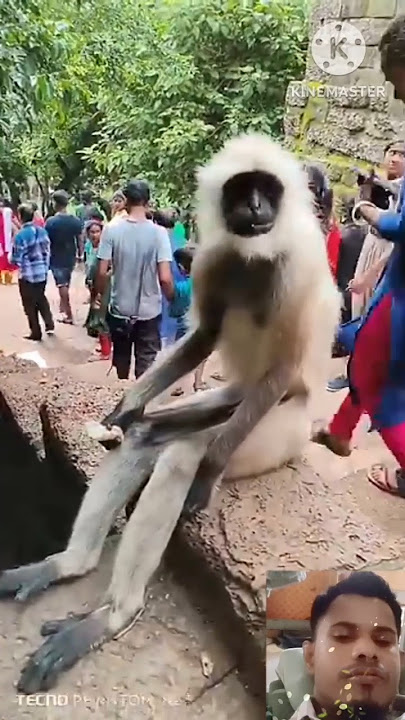 smart banor #music #love #monkey