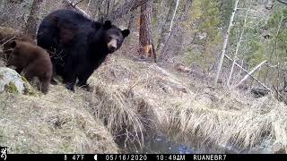 2020-05 - Mountain Lion and Bear Sow & Cubs by water hole