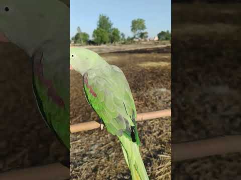 how to train your parrot handtame #youtubeshorts #animals #birds #shortvideo #parrottalking #shorts